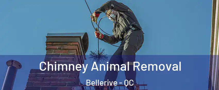  Chimney Animal Removal Bellerive - QC