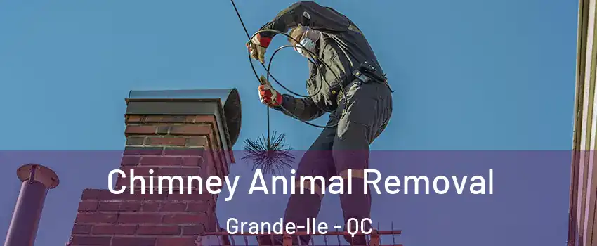  Chimney Animal Removal Grande-lle - QC
