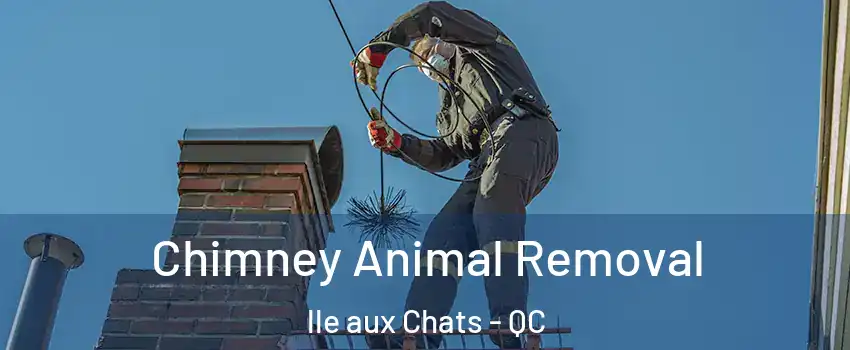 Chimney Animal Removal lle aux Chats - QC