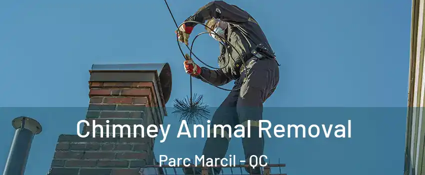  Chimney Animal Removal Parc Marcil - QC