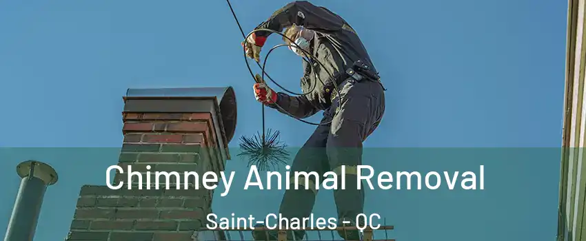 Chimney Animal Removal Saint-Charles - QC