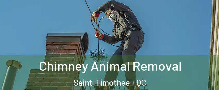  Chimney Animal Removal Saint-Timothee - QC