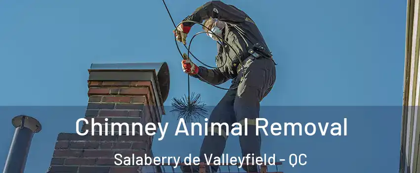  Chimney Animal Removal Salaberry de Valleyfield - QC