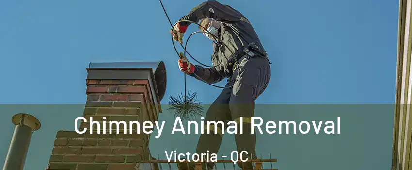  Chimney Animal Removal Victoria - QC